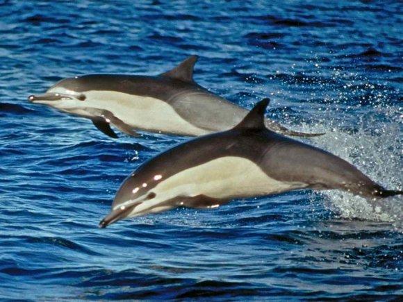 Delfin białonosy