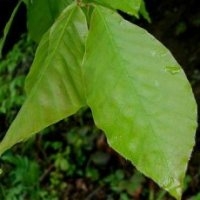Buk wschodni - liście