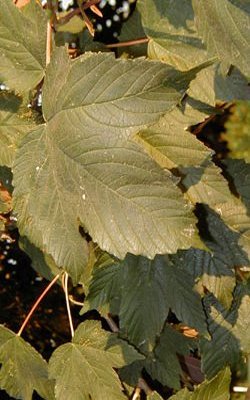 Klon jawor - liście