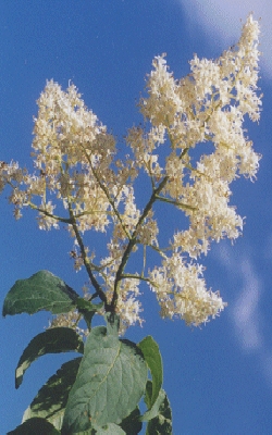 Lilak amurski - kwiat