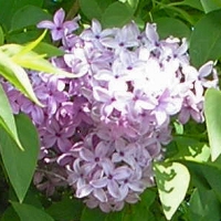 Lilak chiski - kwiaty