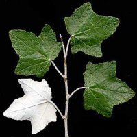 Topola biała - liście
