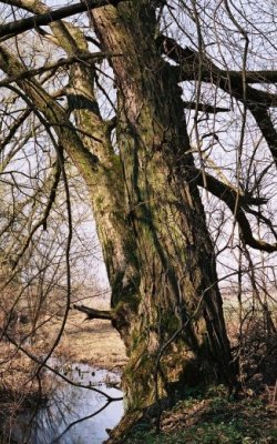 Wierzba krucha - pie starego drzewa