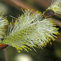 Wierzba uszata - kwiat eski